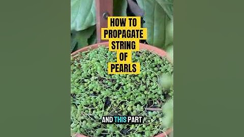 How to propagate String of Pearls