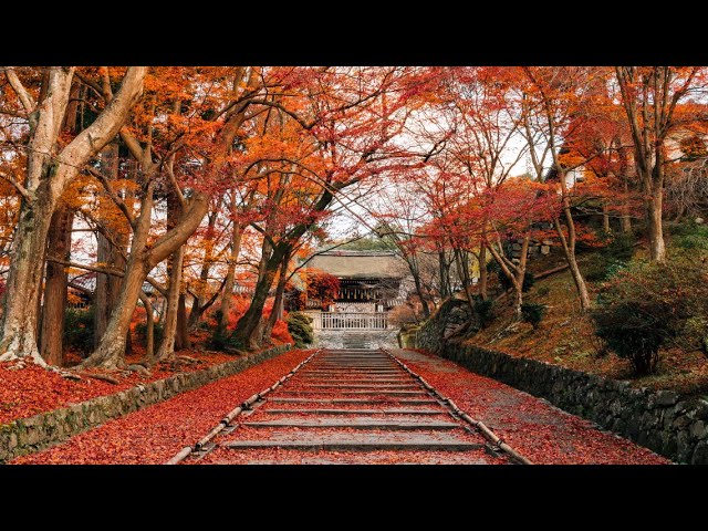 京焼乾山写流水に紅葉向付10客　　新品未使用　　最後の10客 853>乾山写水仙透かし向付 清水焼 | 陶香堂オンラインストア