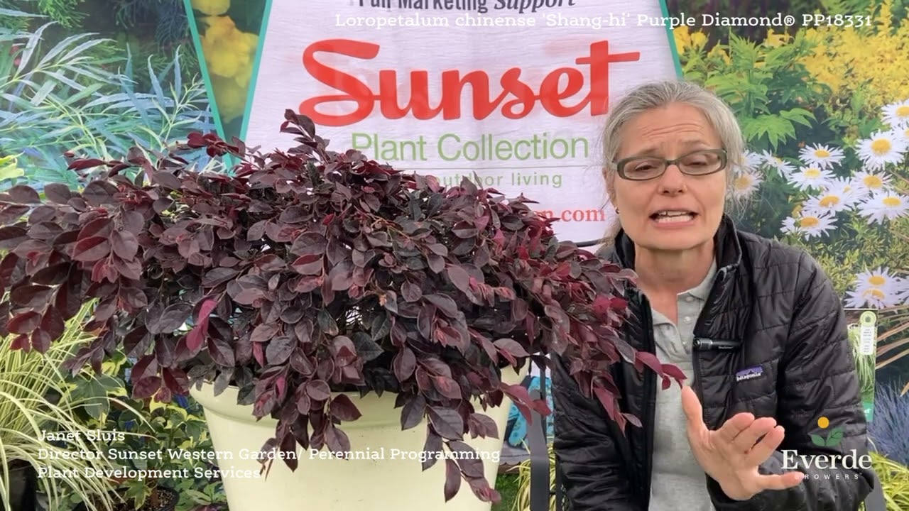 Loropetalum chinense 'Shang-hi' Purple Diamond® PP18331 - YouTube