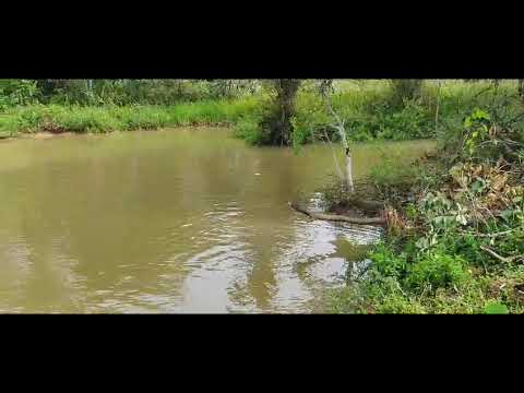 MUITO PEIXE NO CRIATORIA+ ROÇA DE BANANAS