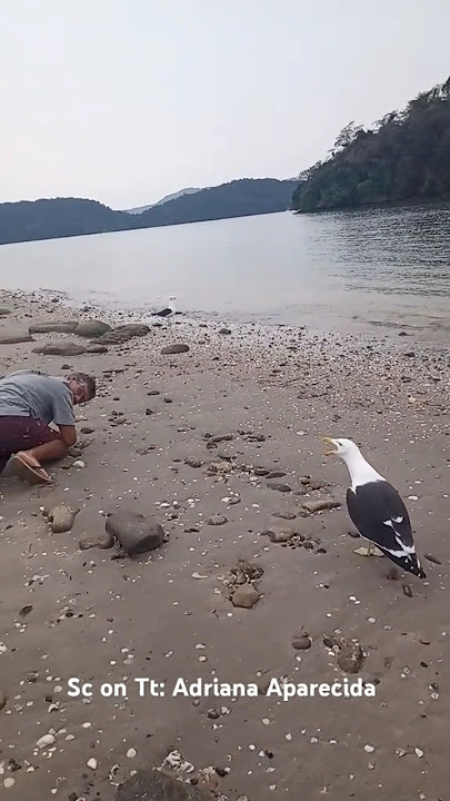 Ternyata begini suara ketawa burung camar bro🤣🤣🤣 #funny #fyp #lucu #ngakak