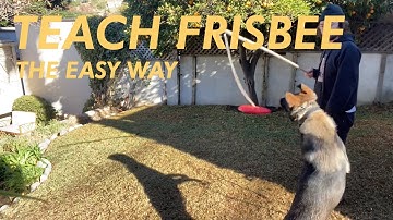 Train dog to catch a frisbee