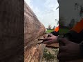 Mit dem Scriber wird das Lot vom unteren auf den oberen Stamm übertragen 💪🏻 #wirliebenholz