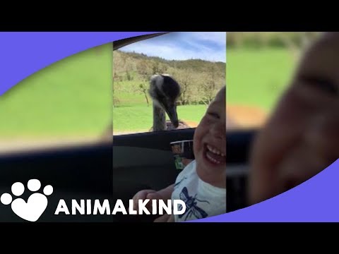 kid-laughing-at-ostrich-is-pure-joy
