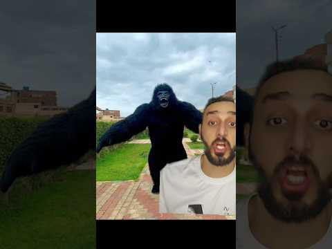 كل دة بسبب الغوريلا ملك المزاج تعالى غوريلا فرح منشاة القناطر 