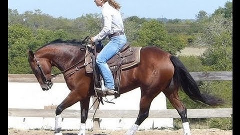 A Sparkiling Attitude   ***For info, price, etc., go to our website*** Valley View Ranch