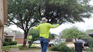 Live Oak Basic Tree Trim