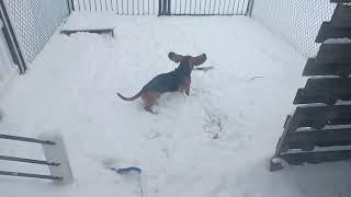 Basset Hound Rooting Through the Snow for a Lost Stick