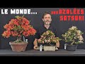 Le vaste monde des azalées et de leurs fleurs...