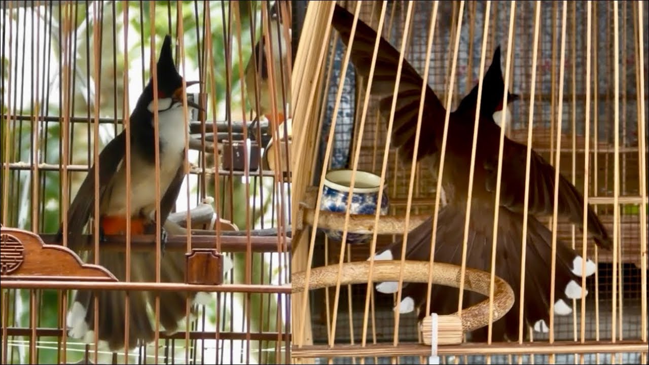 3.7 - Chim Đánh Đấu Trường / 9 Chào Mào Thi Giá Chăm Lông Và Mộc Dở Tố Chất