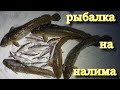 ПРИЕХАЛИ ЗА НАЛИМОМ. НЕОЖИДАННО НАЛОВИЛИ ДАЖЕ СИГОВ!!! НАЛИМ НА СТУК ВЕСНА 2022