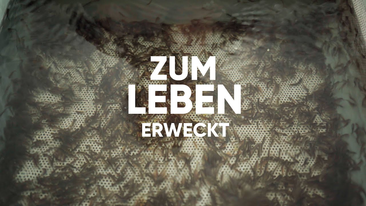 Fische ZÜCHTEN |  Forellenzucht Teil 2