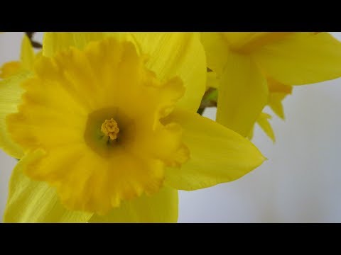 Video: Hoe Narcissen Te Transplanteren? Hoe Ze Na De Bloei Opnieuw Te Planten? Regels Voor Het Verplaatsen Van De Ene Plaats Naar De Andere Op Straat. Is Het Beter Om Ze In De Lente Of De