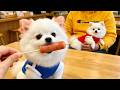 An adorable puppy that can't resist delicious food#CutePet #CutePets #Pets #Puppies