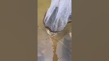 Nâng niu từng con cá bống tượng nuôi vỗ béo #thuonglybiet