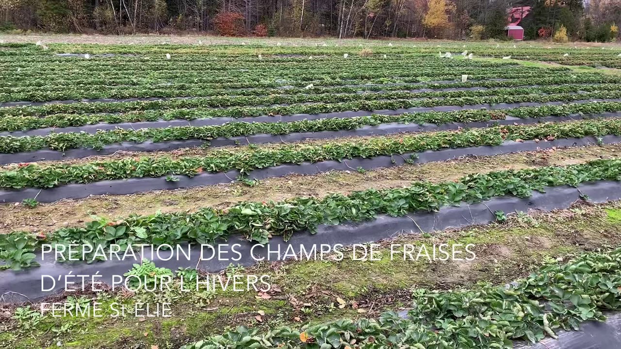 Préparation des champs de fraises d’été à la Ferme St-Élie