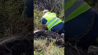 Celebrity #onlyinflorida #python #omgitswicks #florida Profile