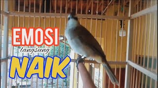 SUARA BURUNG TRUCUKAN GACOR , SANGAT COCOK UNTUK MENAIKAN EMOSI TRUCUK SUPAYA RAJIN BUNYI