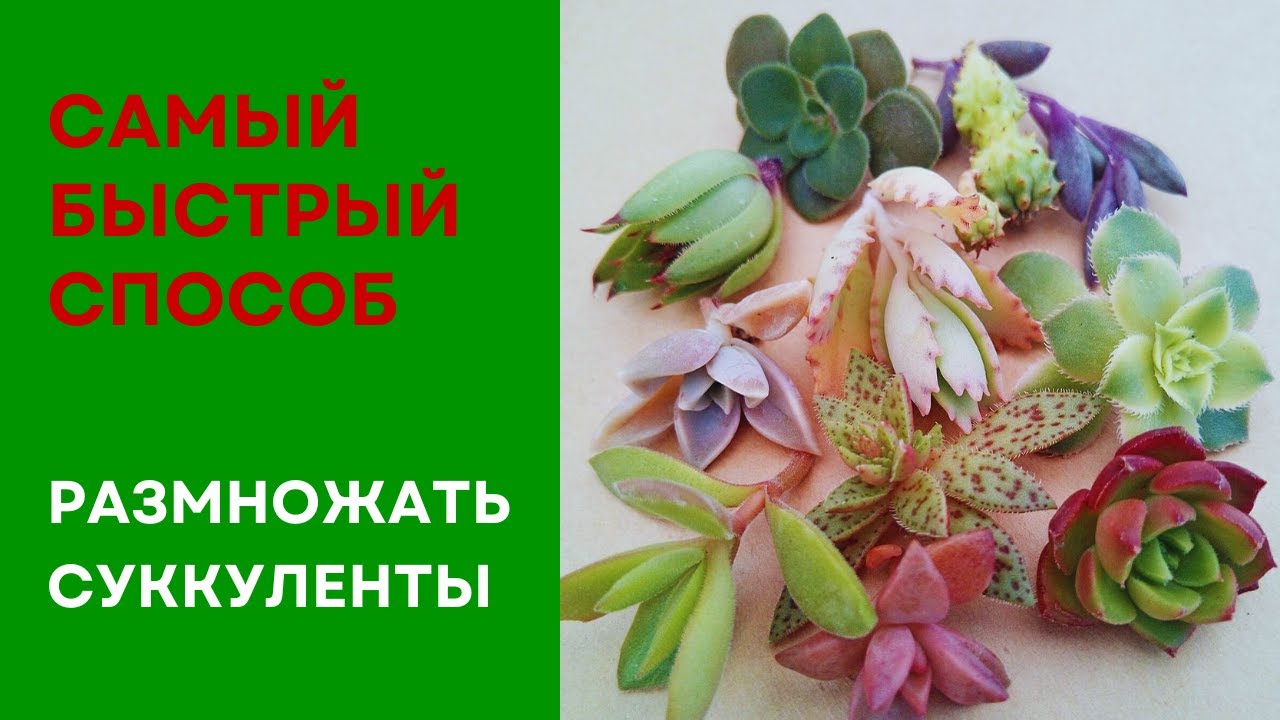 Как размножаются суккуленты? Самый быстрый способ