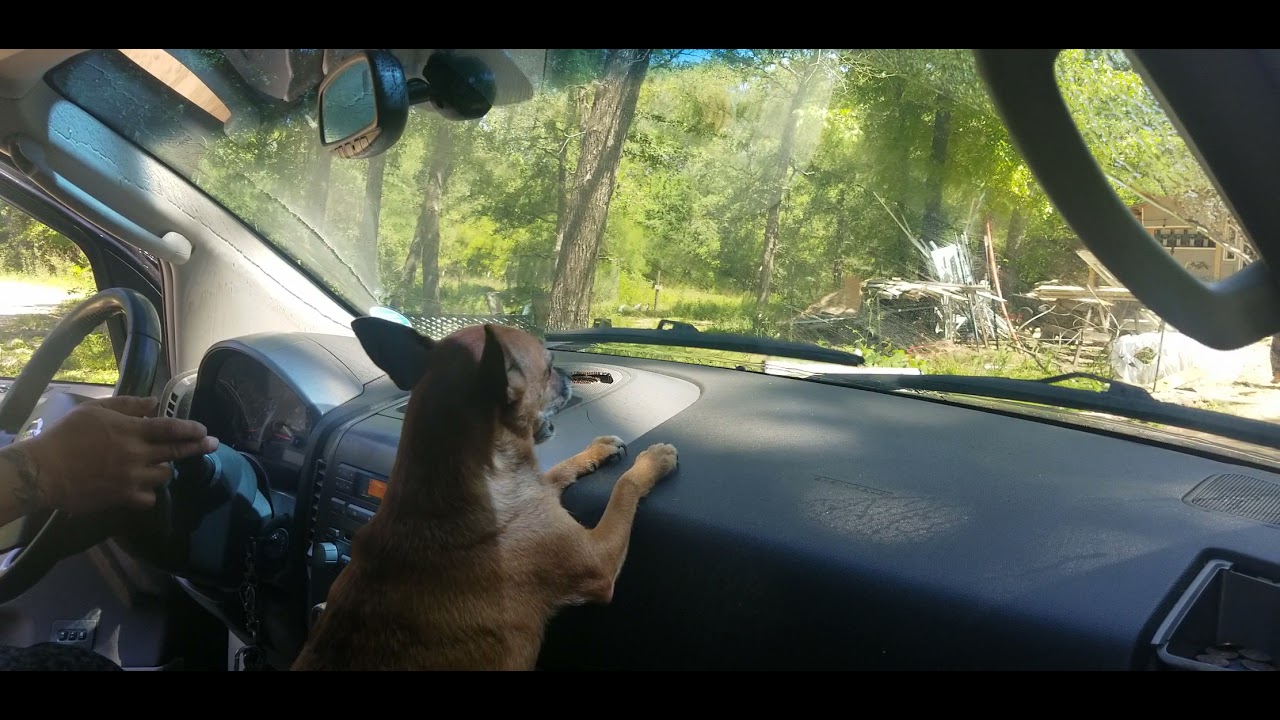 Silly Dog Barks at Moving Car Wipers 1193881 YouTube