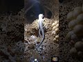 Indian Lizard POV: Secret Underground World Revealed #desertlizard #reptiles #viral #eagle #dracoliz