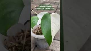 Tertipu Tanaman Monstera Variegata Halfmoon, Pas Beberapa Bulan Jadinya Kaya Gini