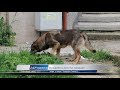 Доброволци „затвориха приюта“ – кучета нападат и хапят жени и деца в парка!