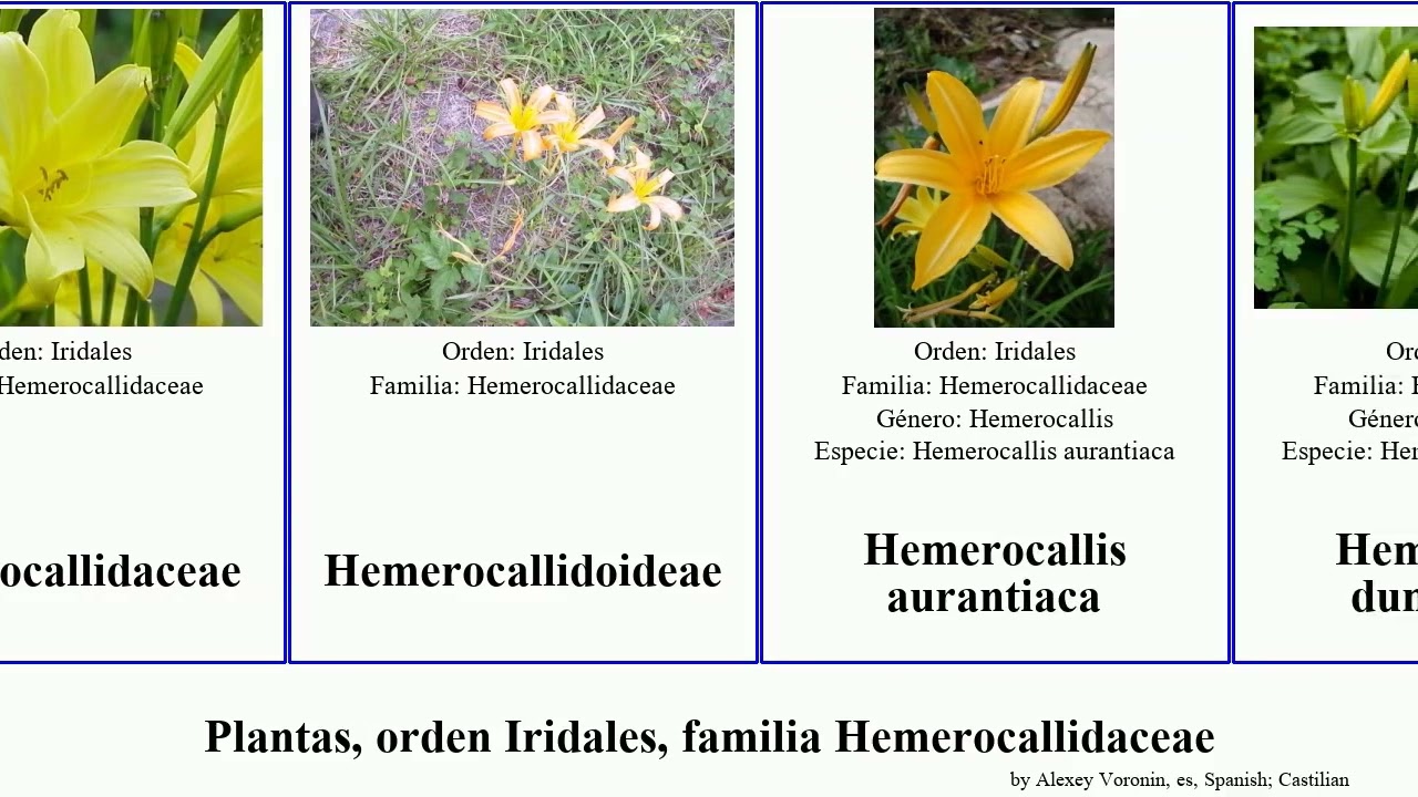 Plantas, orden Iridales, familia Hemerocallidaceae hemerocallis plants esculenta parviflora Caesia