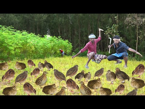 Primitive Technology: Hunting Catch and Cooking Wild Quail in the World hunter