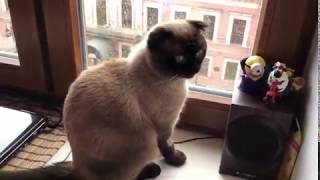 Scottish fold cat Marcy admires the rain.