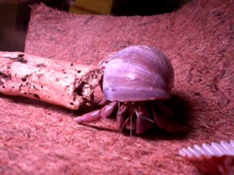 Hermit Crabs part 6