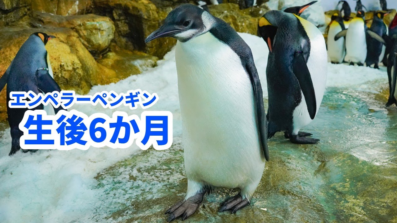 セール品 月とペンギン general-bond.co.jp