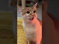 Funny CAT Moments 😂😂 episode 10456 #funnycats #cats #funnyanimals #petsofinstagram