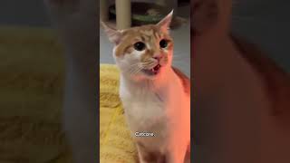 Funny CAT Moments 😂😂 episode 10456 #funnycats #cats #funnyanimals #petsofinstagram