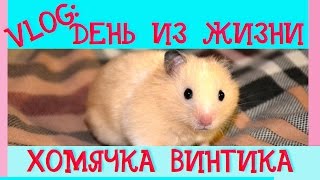 VLOG: ОДИН ДЕНЬ ИЗ ЖИЗНИ ХОМЯЧКА ВИНТИКА | ПРОГУЛКА ХОМЯЧКА