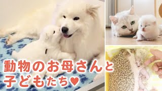 【母の日🌹】動物の世界でも、お母さんと子どもたちの絆は…♡