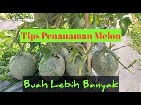 tips-sukses-menanam-semaian-benih-melon