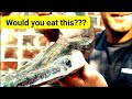 Gar - Catch/Clean/Cook!