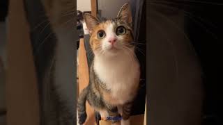 Calico Bir Kedi Irkı Değil