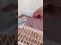 البلبل الروسي سعر تنافسي من طيوري البلبل الروسي سعر تنافسي من طيوري