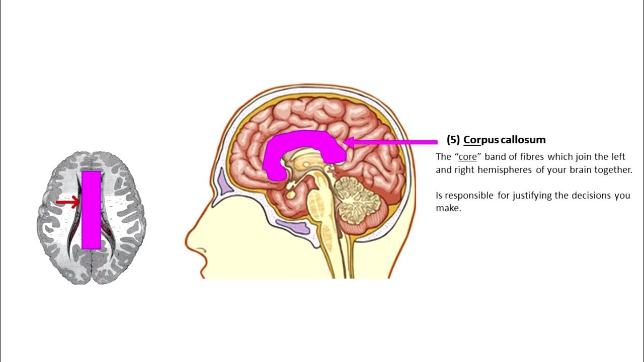 Parts of the Brain related to sugar addiction mnemonic YouTube