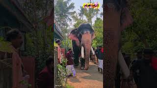 പേരിനോളം പോന്നൊരു ആന📈 ഗജഭീമൻ🔥🔥🔥🔥🔥 #uaeelephant🐘❤️ #mallugram #naturelovers