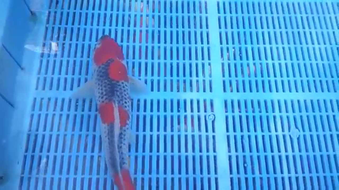 Koi of the Week #3 - Goshiki 38cm - Mitchkoi