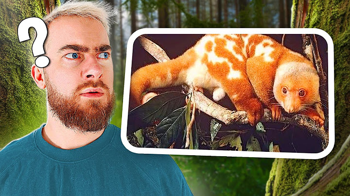 TU N'AS JAMAIS VU CES ANIMAUX