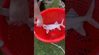 I Caught The Worlds Rarest Fish