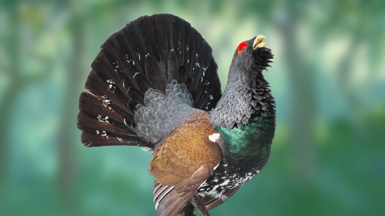  バード  Grouse-FinnFest 2020 バード Grouse-FinnFest 2020 67e419c013378.image.png?crop=