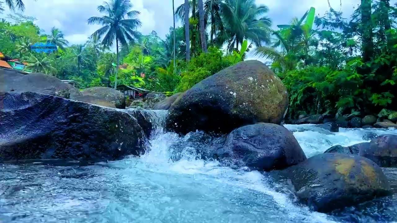 Peaceful Forest River and Birds for Relaxation and Sleep 🌲💧🐦