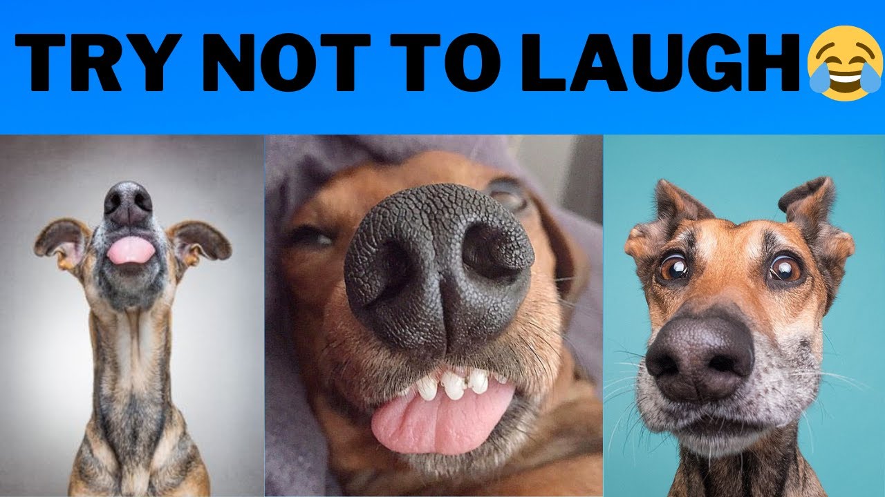 Funny Dog Videos 2021 Try Not To Laugh Funny DogsFun Pets World YouTube