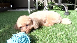 ポカポカな芝生が気持ちよすぎてこうなりました