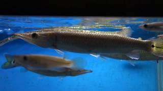 ブラントノーズガー With 熱帯魚